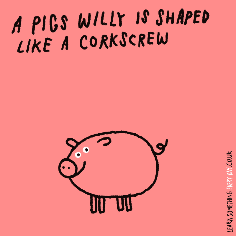 A-pigs-will-is-shaped-like-a-corkscrew.gif