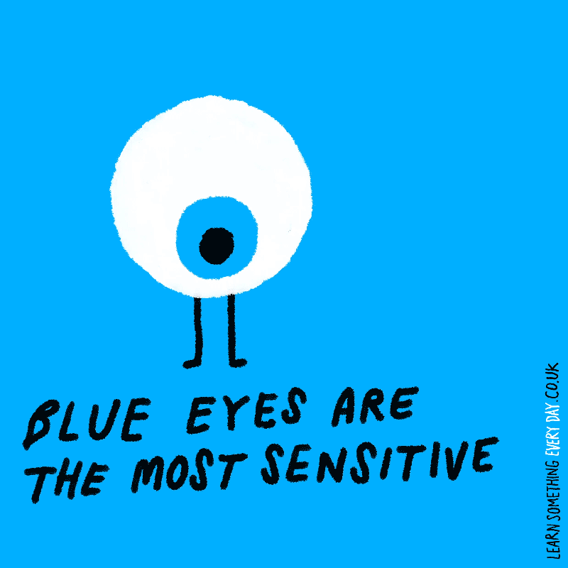 Blue-eyes-are-the-most-sensitive.gif