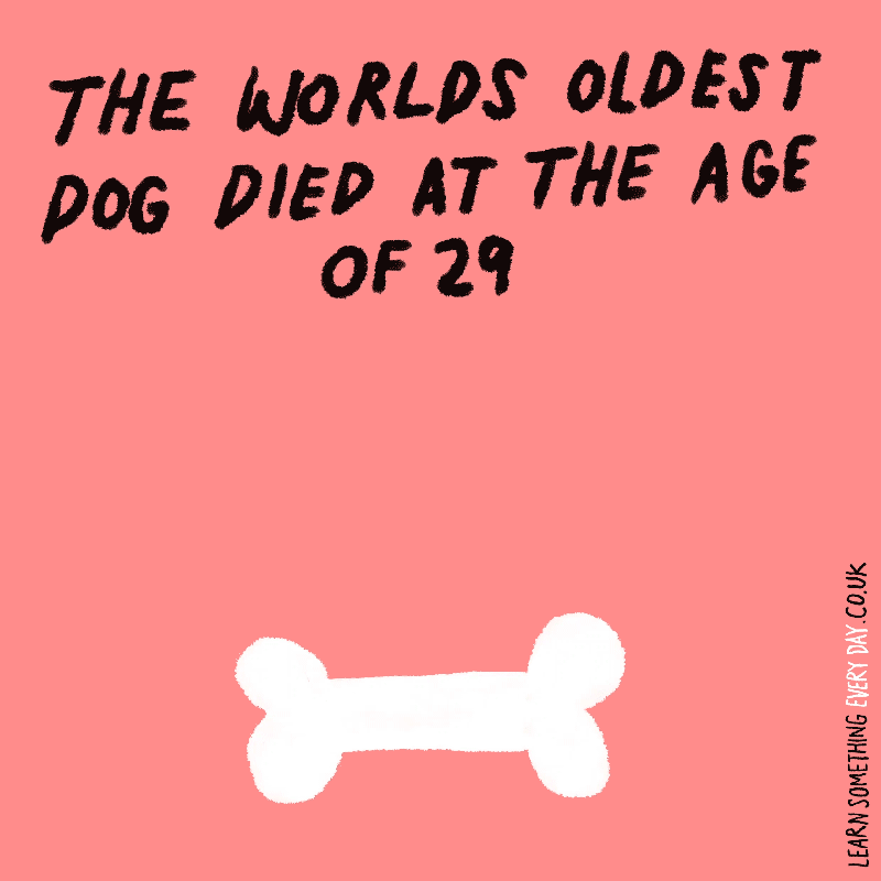 The-worlds-oldest-dog-died-at-the-age-of-29.gif