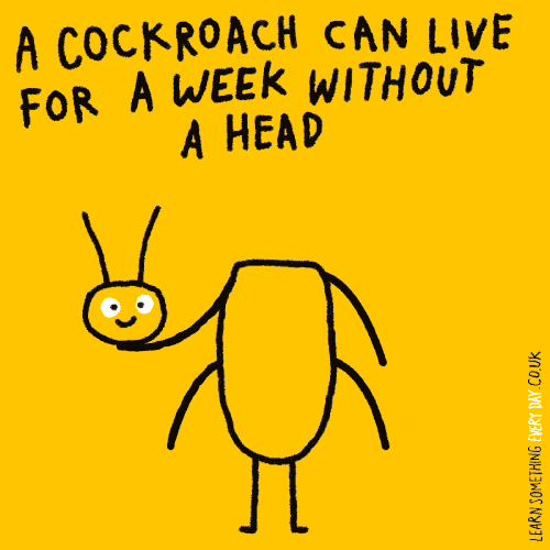 A-cockroach-can-live-for-a-week-without-a-head.gif?format=500w&profile=RESIZE_710x