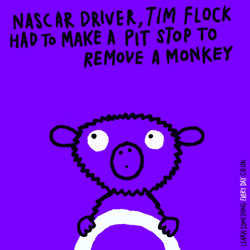 Nascar-driver,-Tim-Flock-had-to-make-a-pit-stop-to-remove-a-monkey.gif