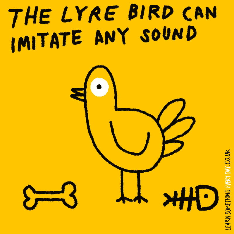 the-lyre-bird-can-immitate-any-sound.gif