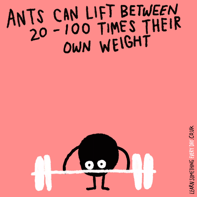 ants-can-lift-between-20---100-times-their-own-weight_1.gif