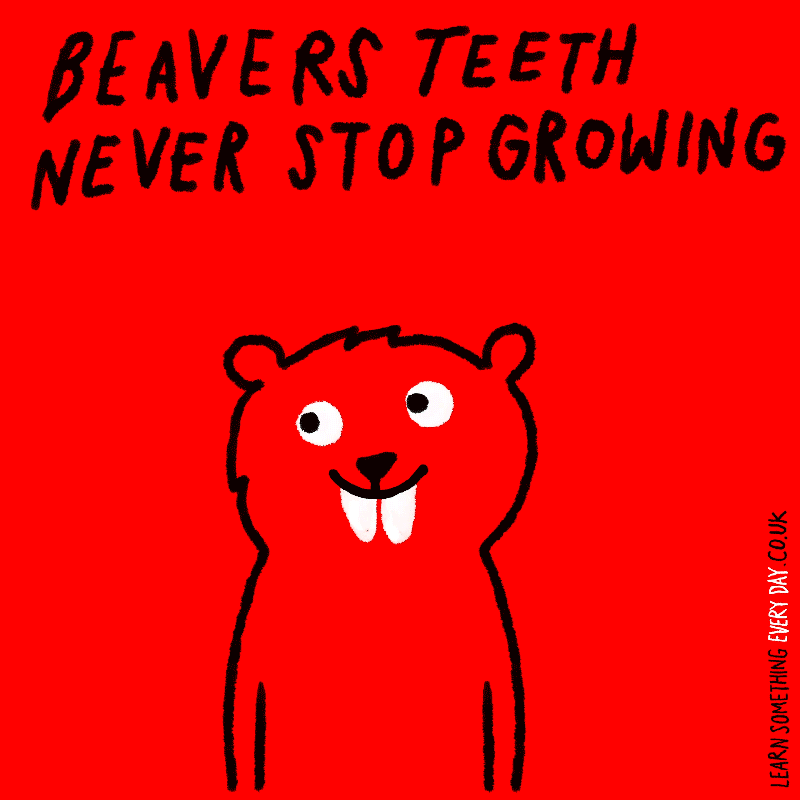 Beavers-teeth-never-stop-growing.gif