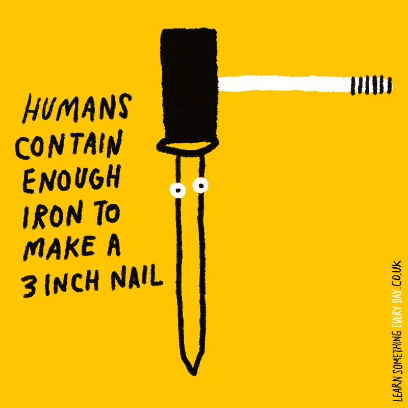 Humans-containn-enough-iron-to-make-a-3-inch-nail.gif