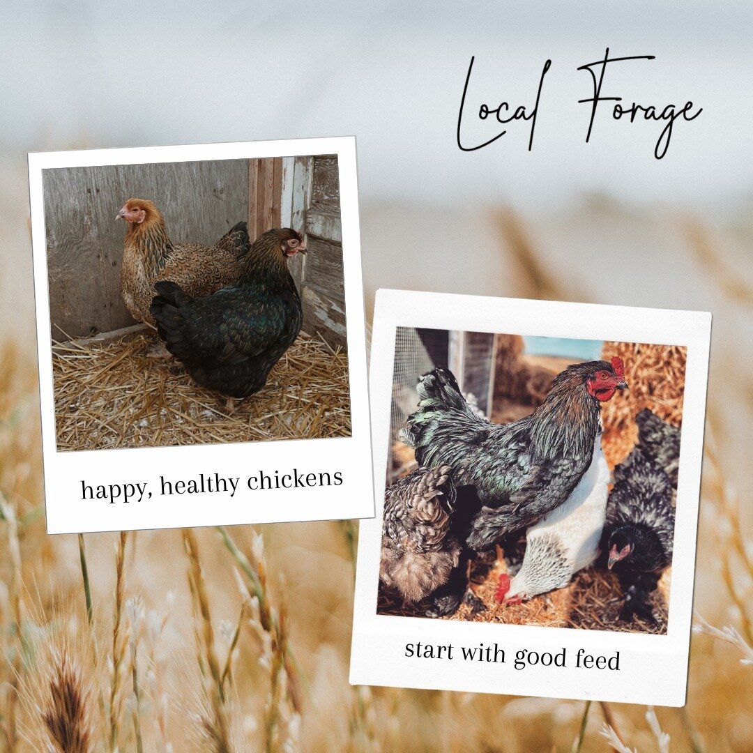 Exciting news! We're thrilled to announce that we now have 30lb bags of chicken layer feed available in stock.

With a convenient pickup location and budget-friendly pricing, now everyone can provide their birds with the nourishment they truly desire