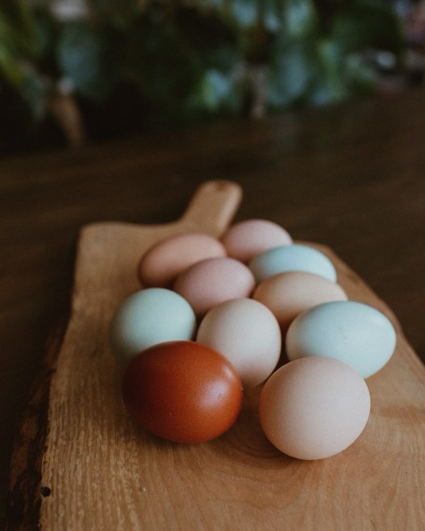 Eggs, Get your Eggs!

Tired of checking our website for eggs and seeing them &lsquo;sold out&rsquo;?

We&rsquo;ve got the perfect solution. Subscribe to our email notifications (we promise, no spam), and receive a reminder every Sunday when we restoc