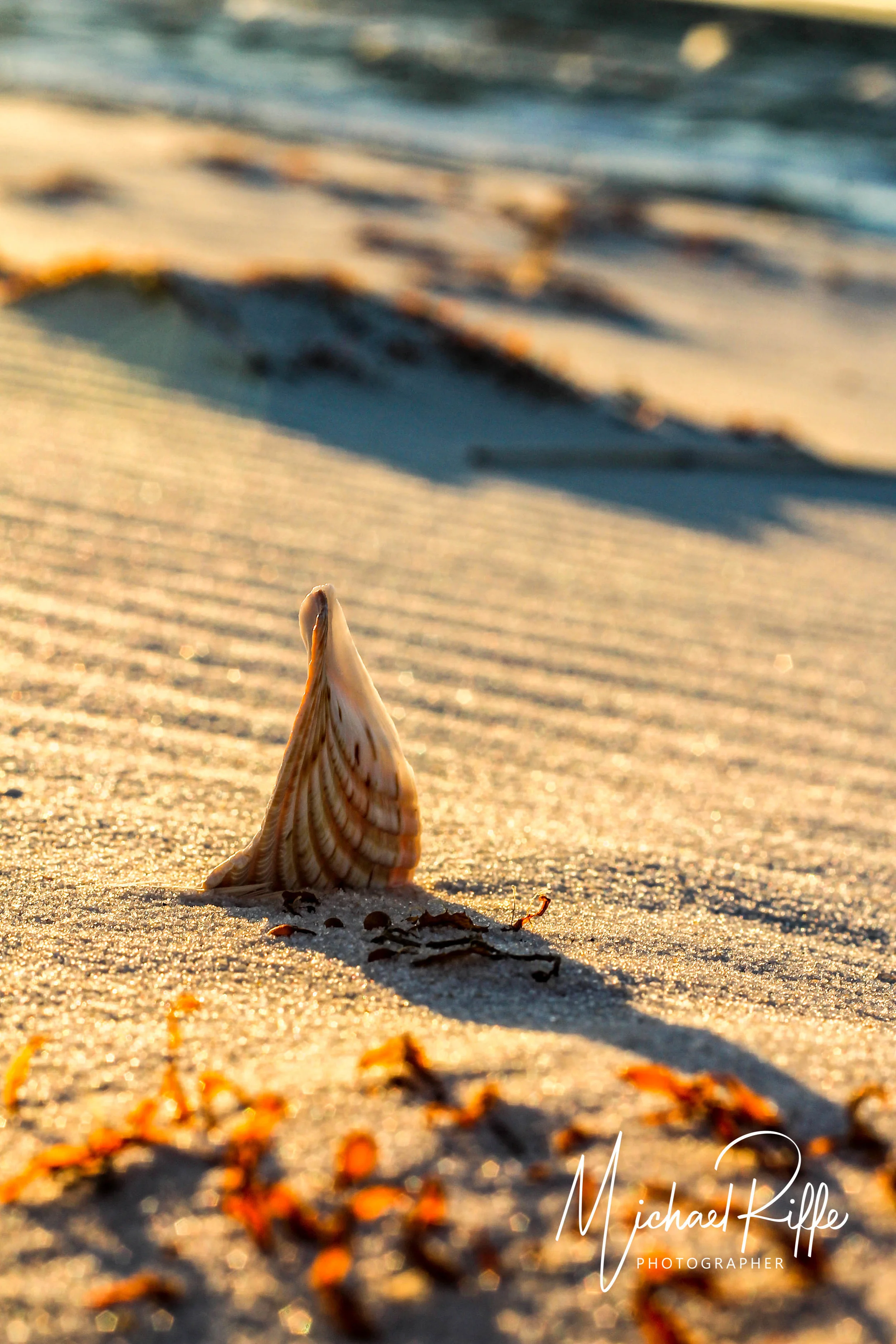 LOAN SHELL.jpg