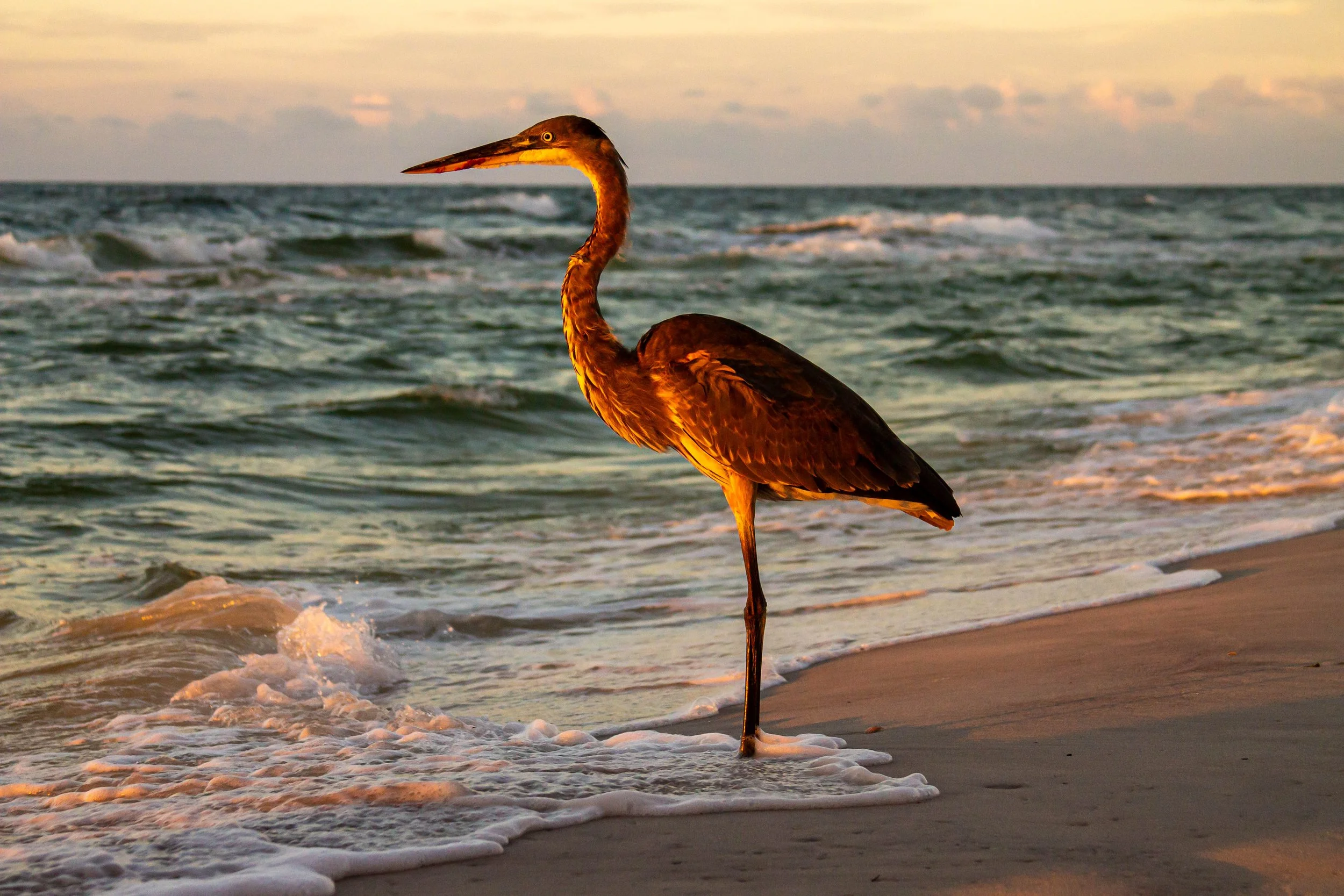 Wildlife