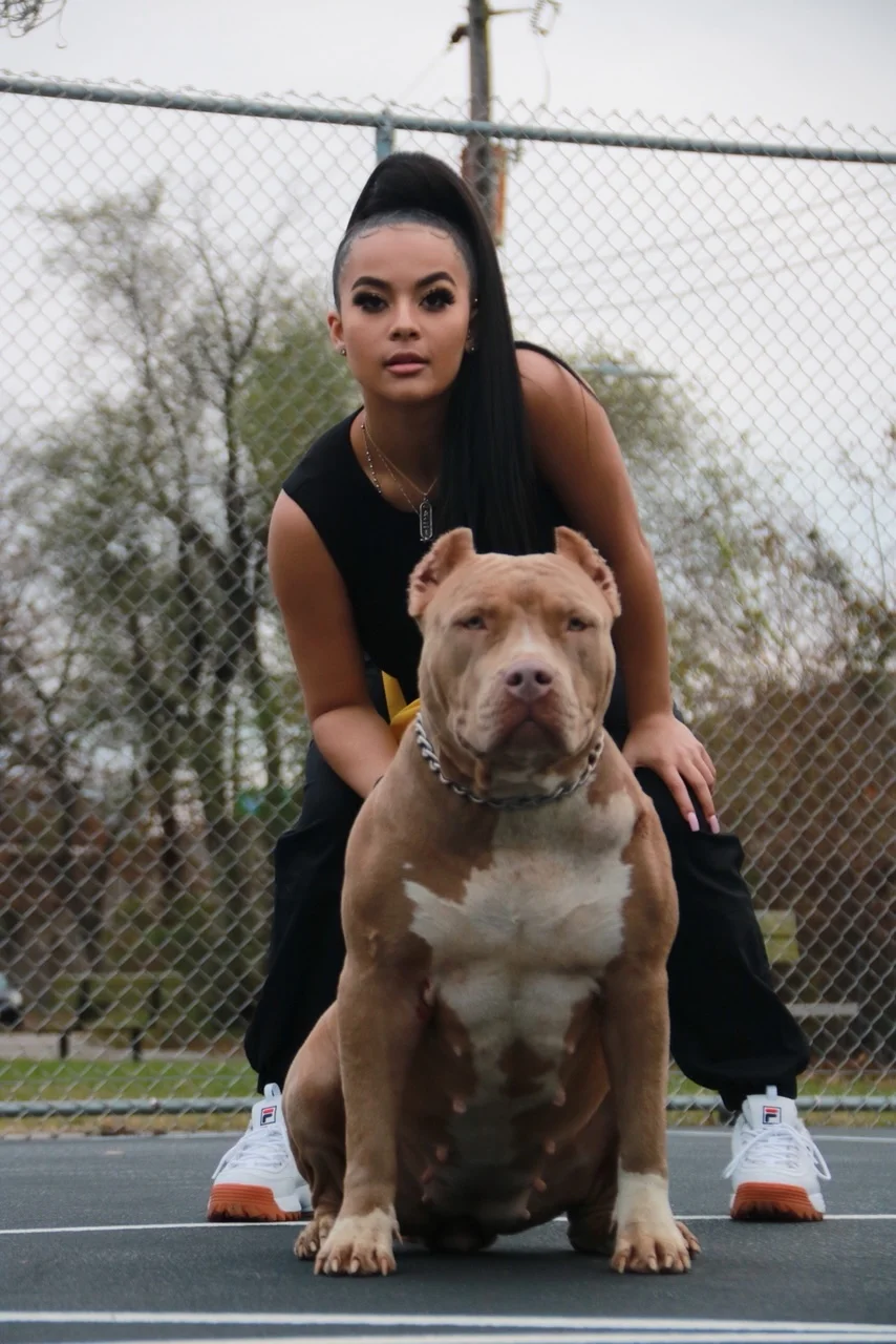bossy kennels pitbulls