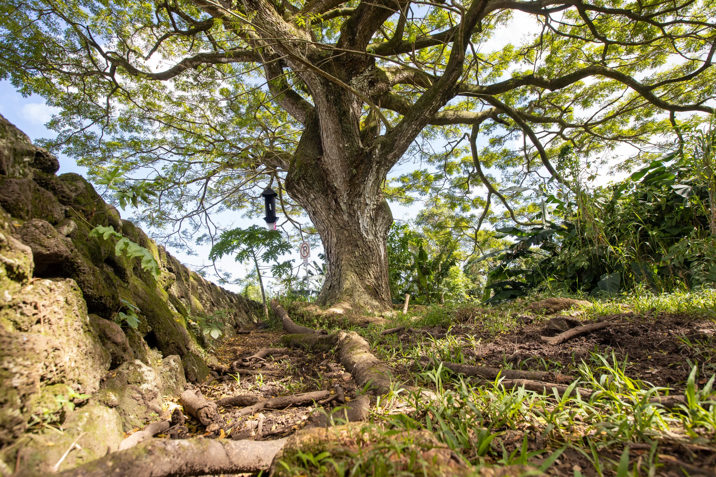 Forest tree (near Pali lookout)