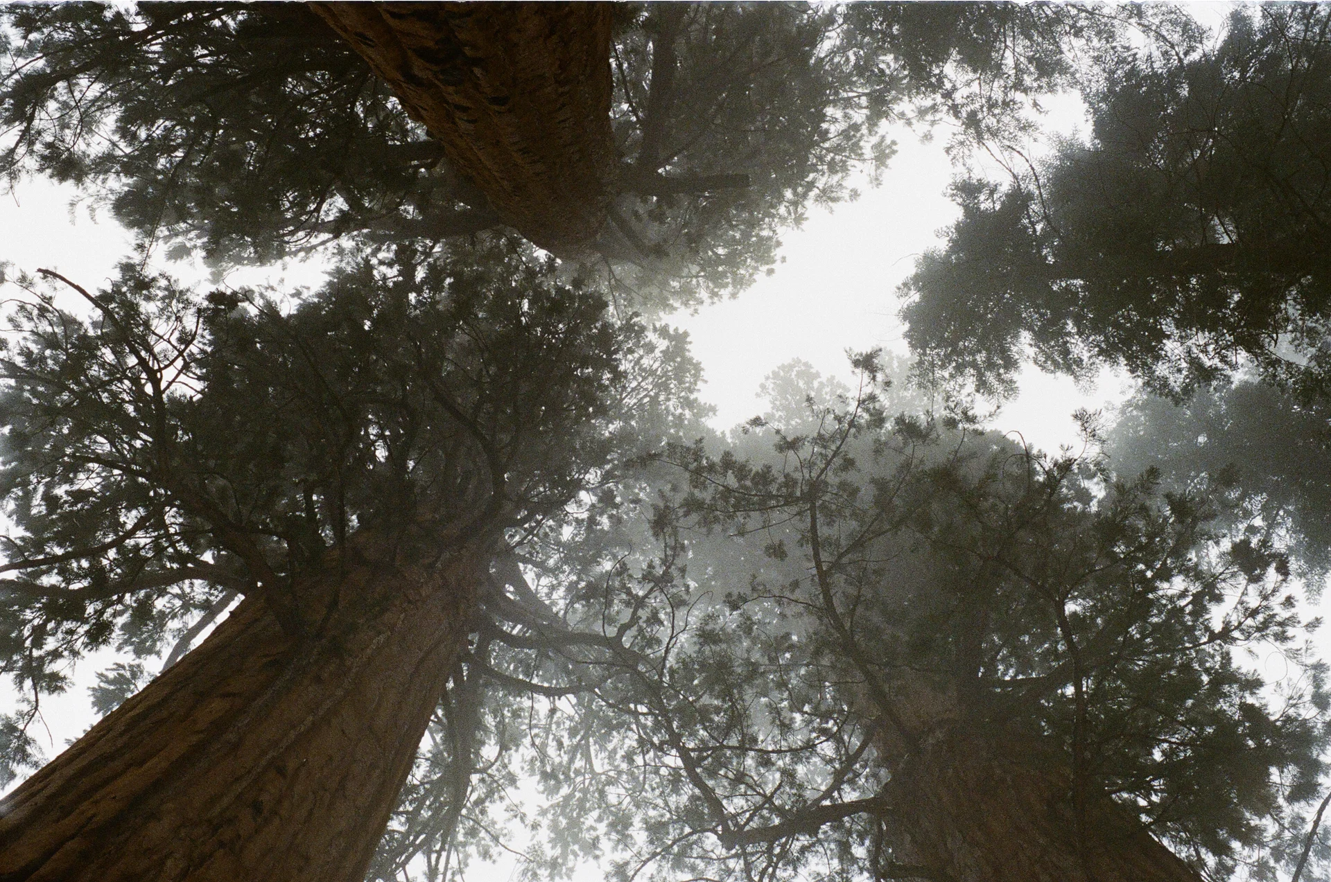 SequoiaGiants.jpg