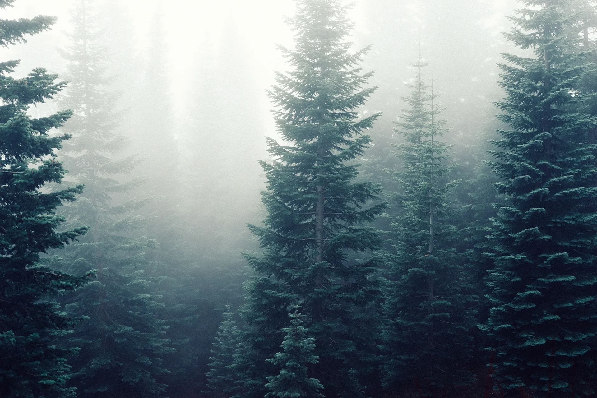 frosty.jpg