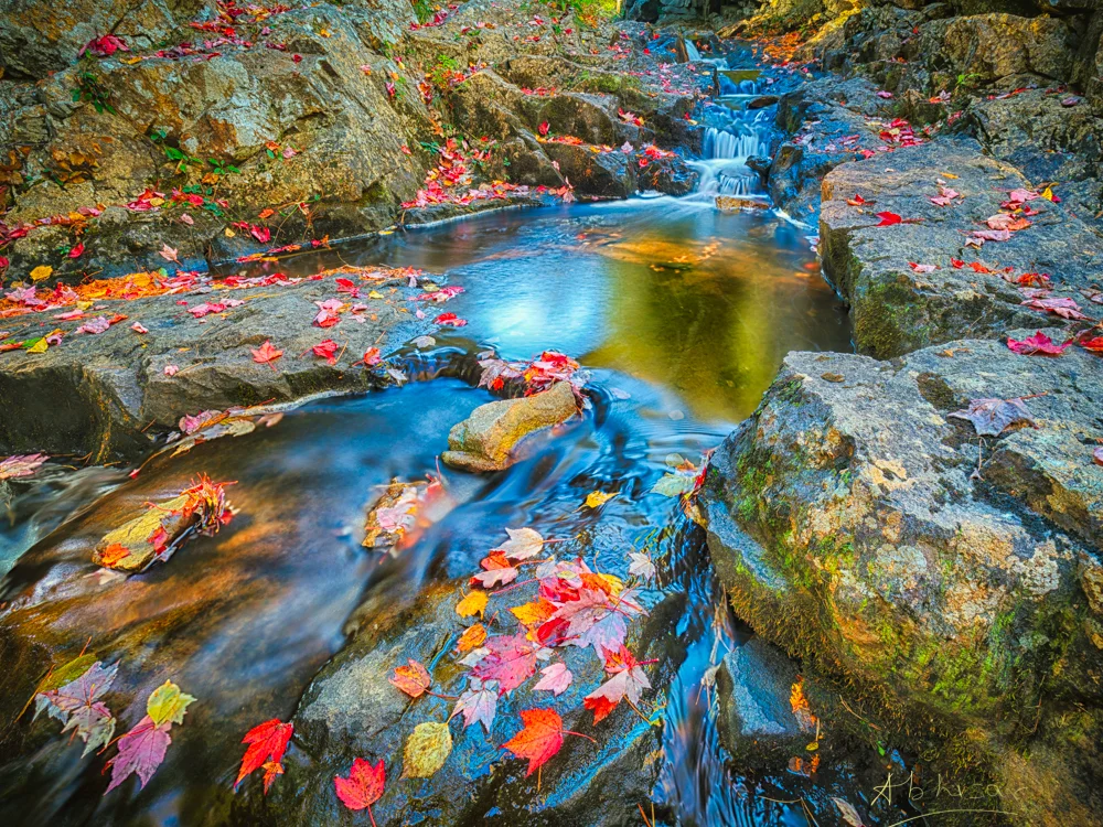 Duck Brook Acadia #1.jpg