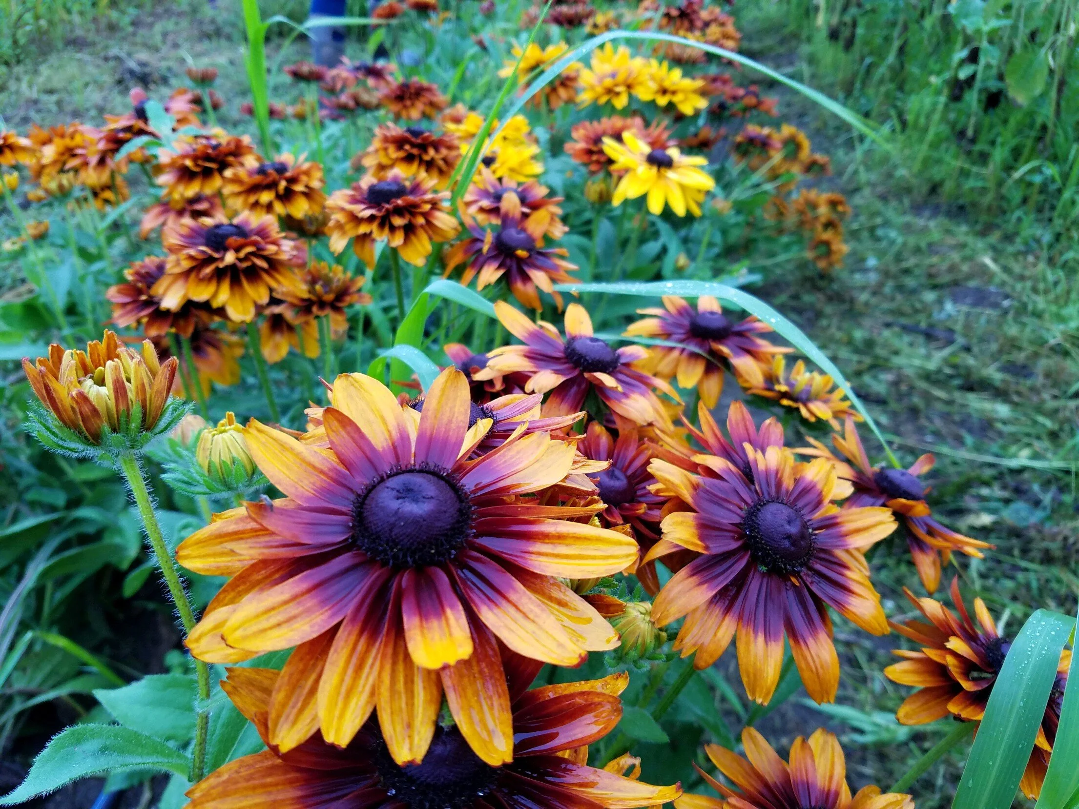 Fighting Pests with Wildflowers