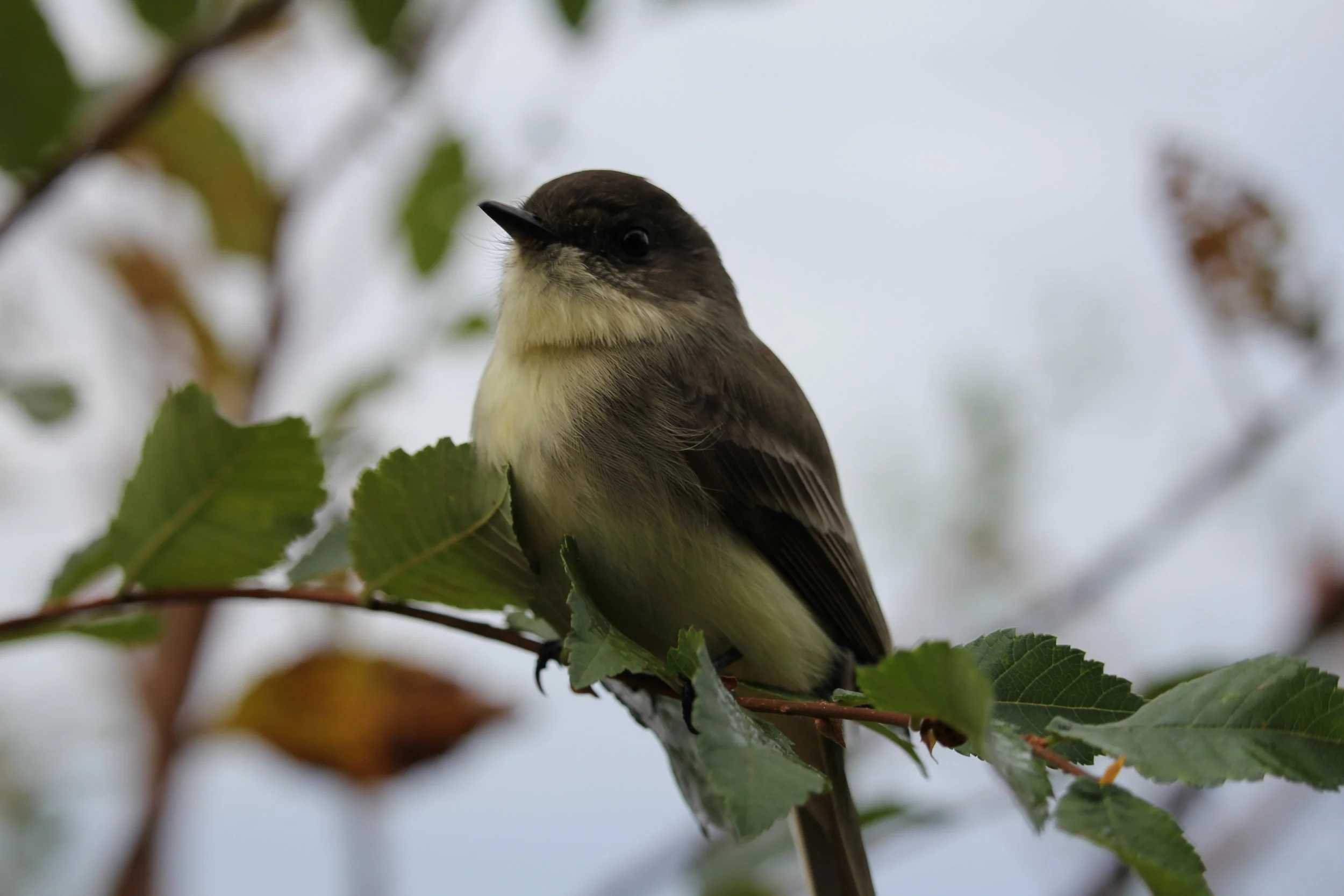 Eastern Phoebe