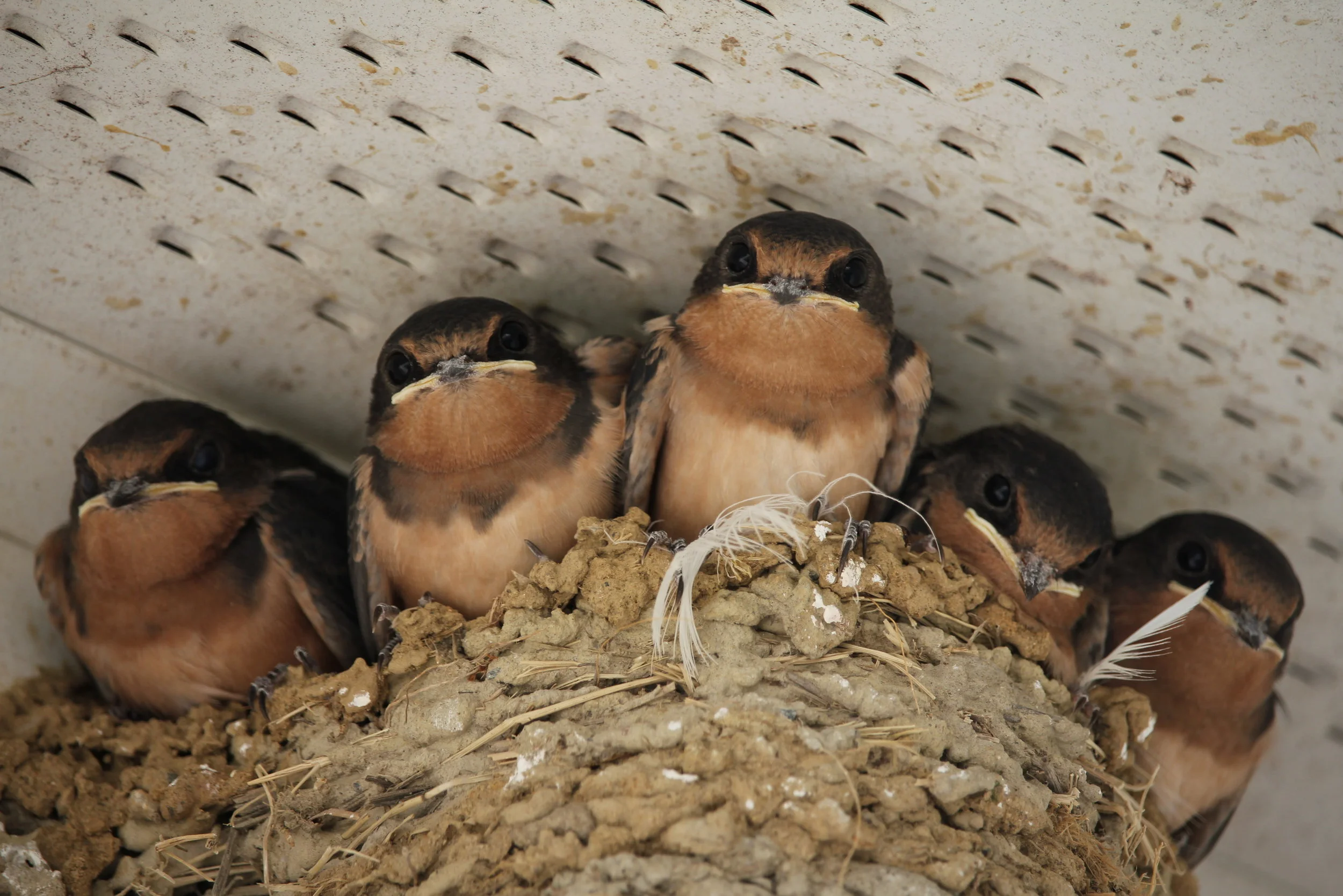 Barn Swallow