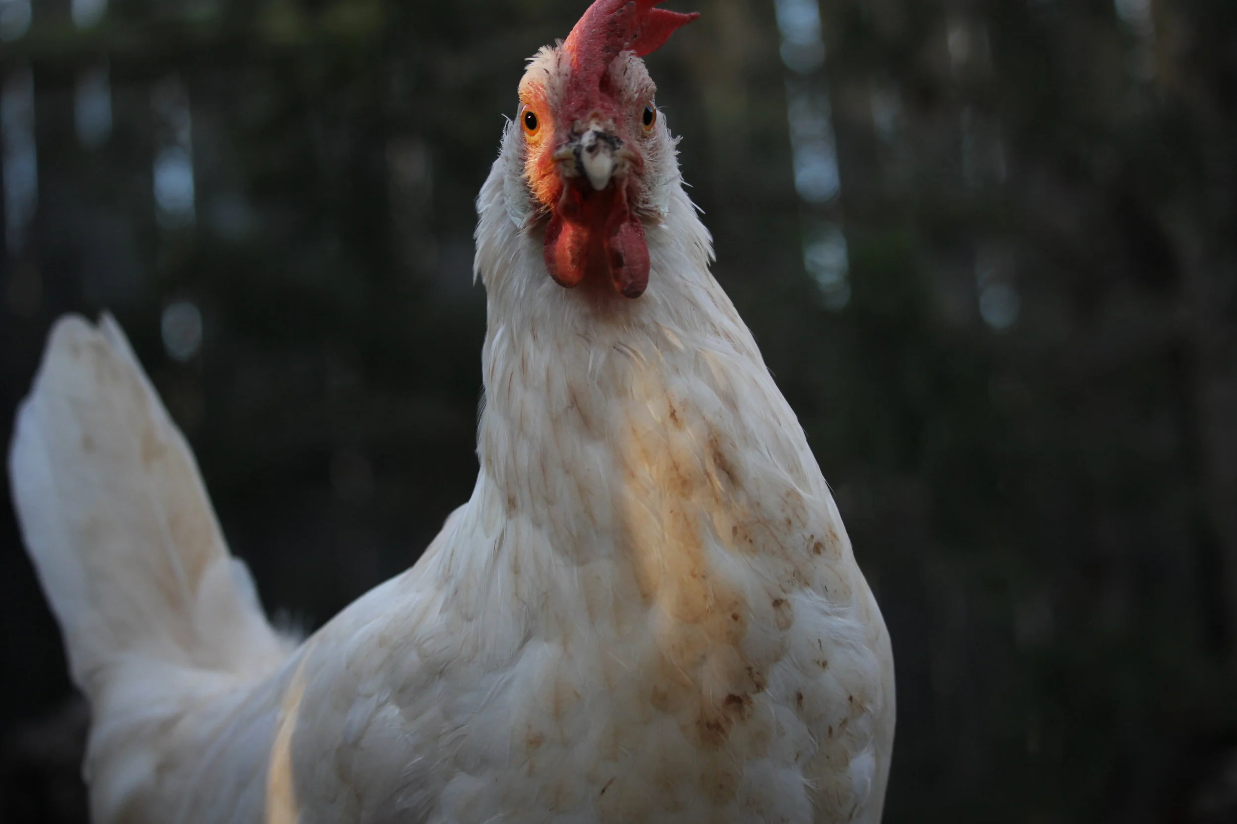 Birds in Music: I Gave My Love A Chicken - Playlist 1