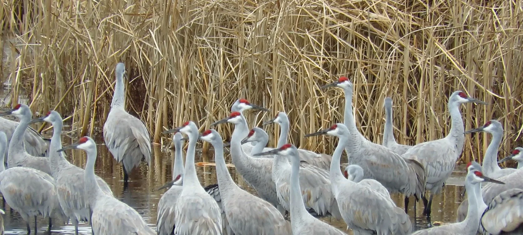 January 1-7, 2024 (Dane County Big Year)