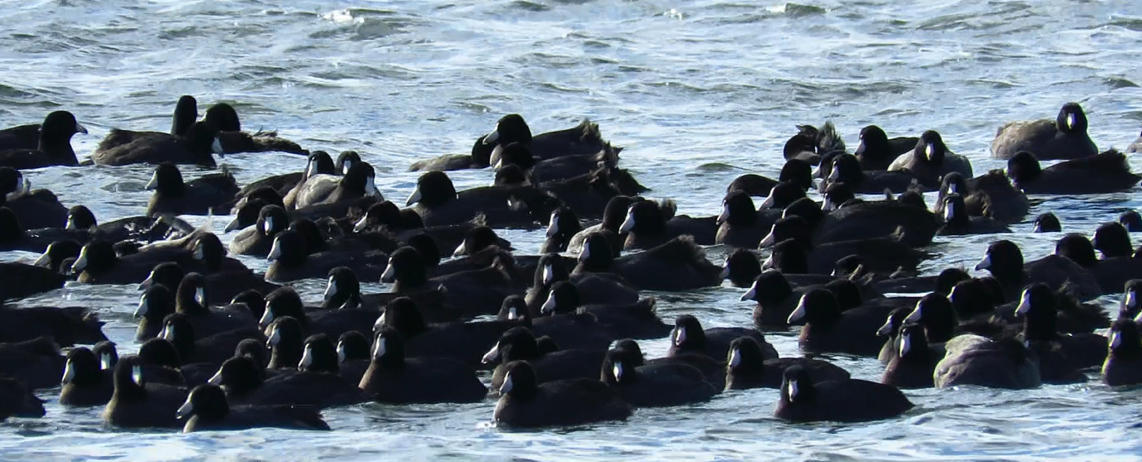 January 8-14, 2024 (Dane County Big Year)