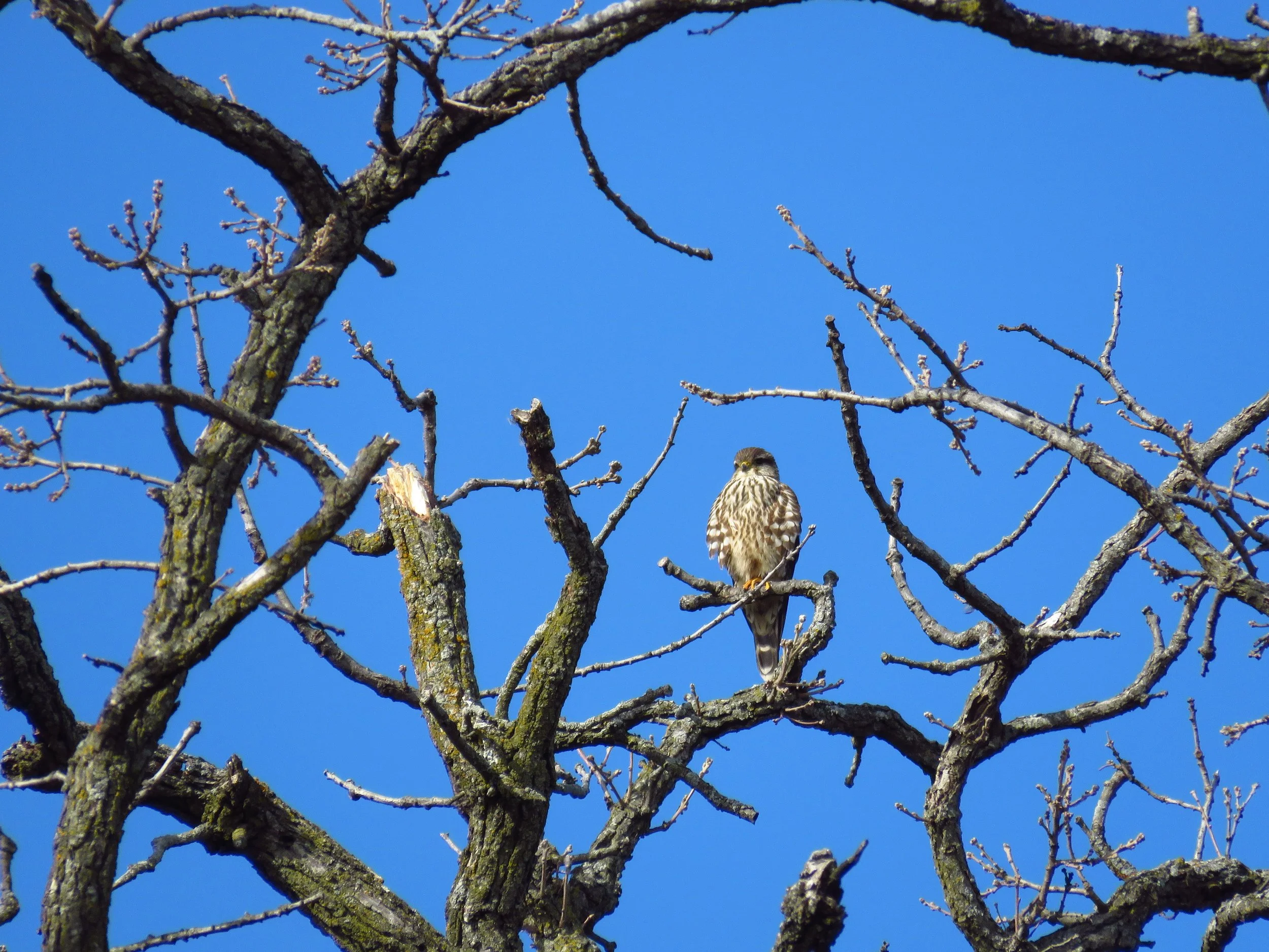 February 5 - 11 (Dane County Big Year)