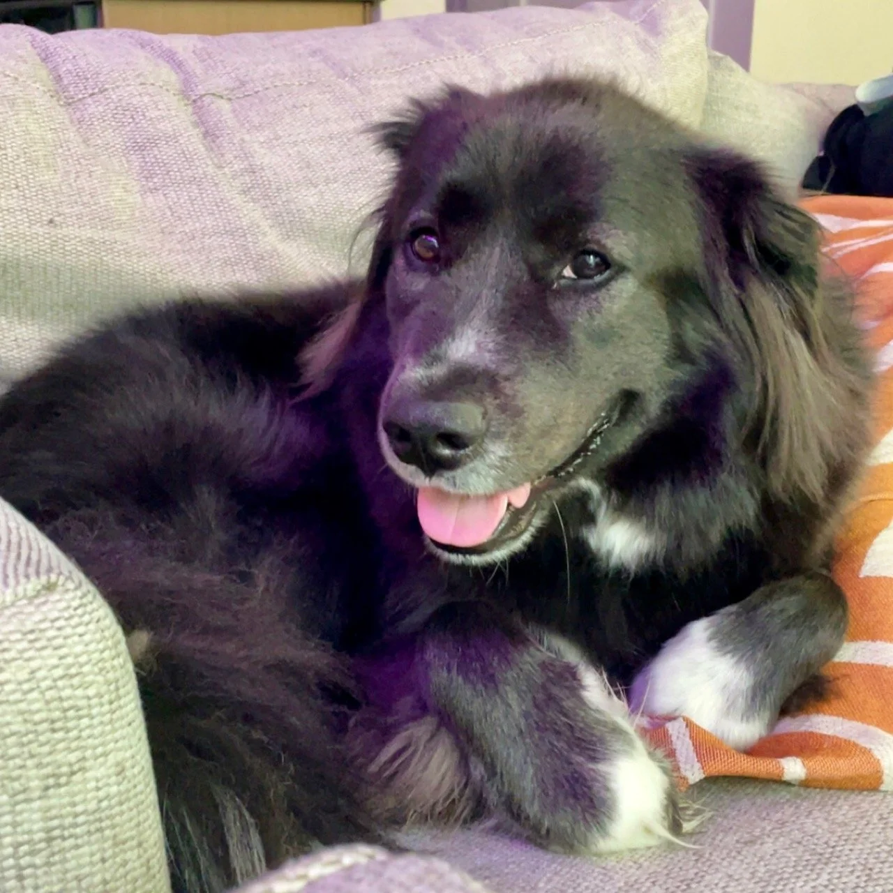 #ProjectComet – Now Known as Ellie