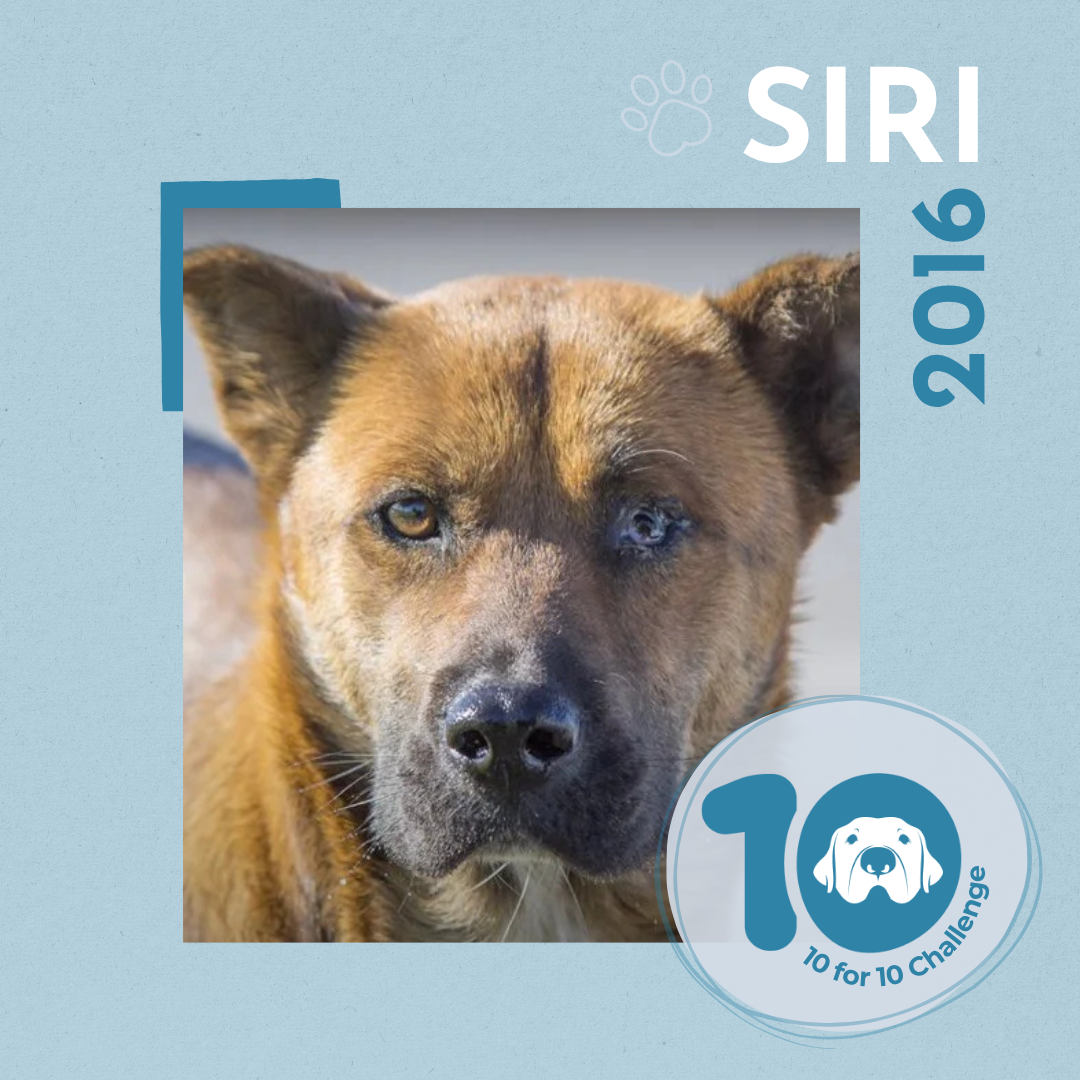 Siri's Story: Nursing Momma Dodging Traffic—Celebrating 10 Years of Rescue! 