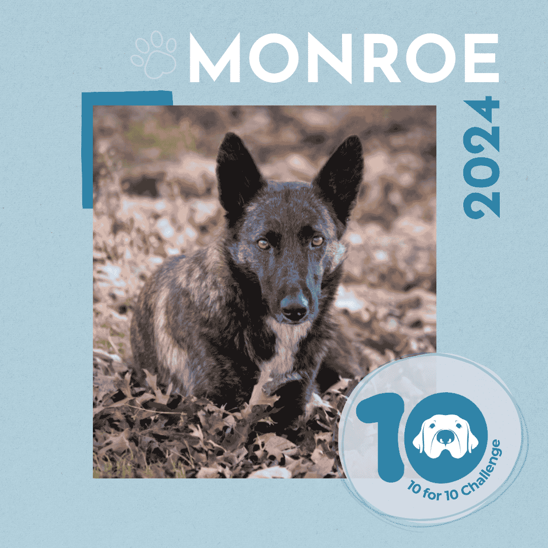 Momma Monroe and Her Newborn Puppies: Saved From the Streets, At Last