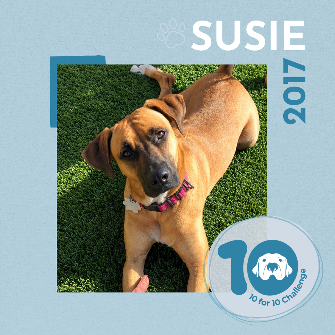 From Cold Cardboard Box to Warm, Comfy Couch: Susie's Story