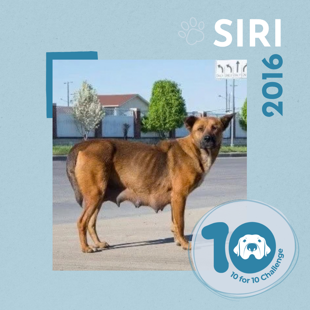 Siri's Story: A Nursing Momma Dodging Traffic