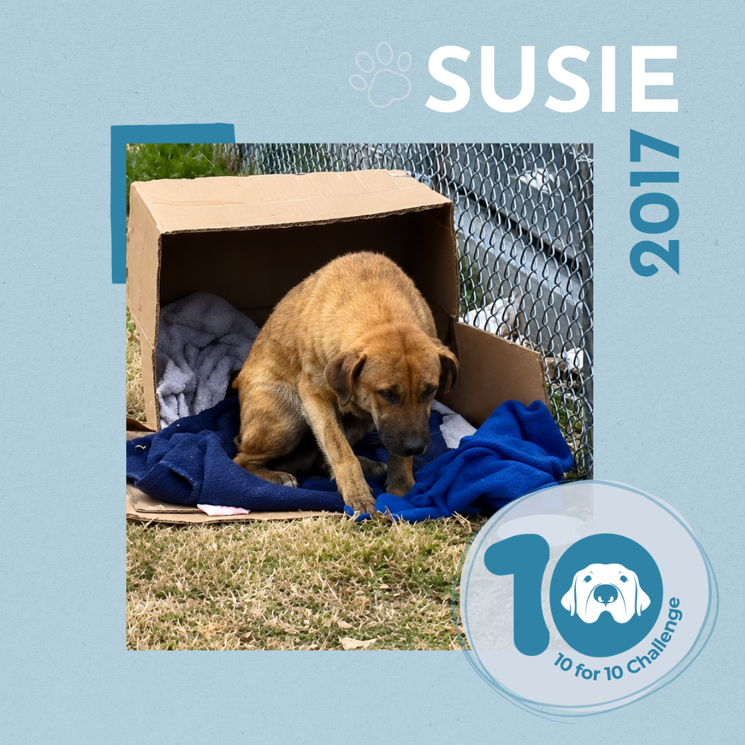 From Cold Cardboard Box to Comfy Couch: Susie's Story