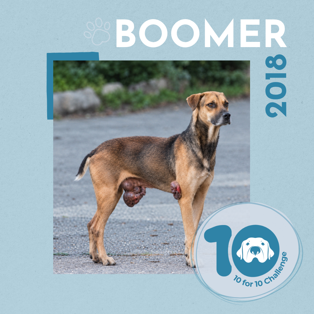 Street Dog Burdened by Massive Tumors: Boomer's Story