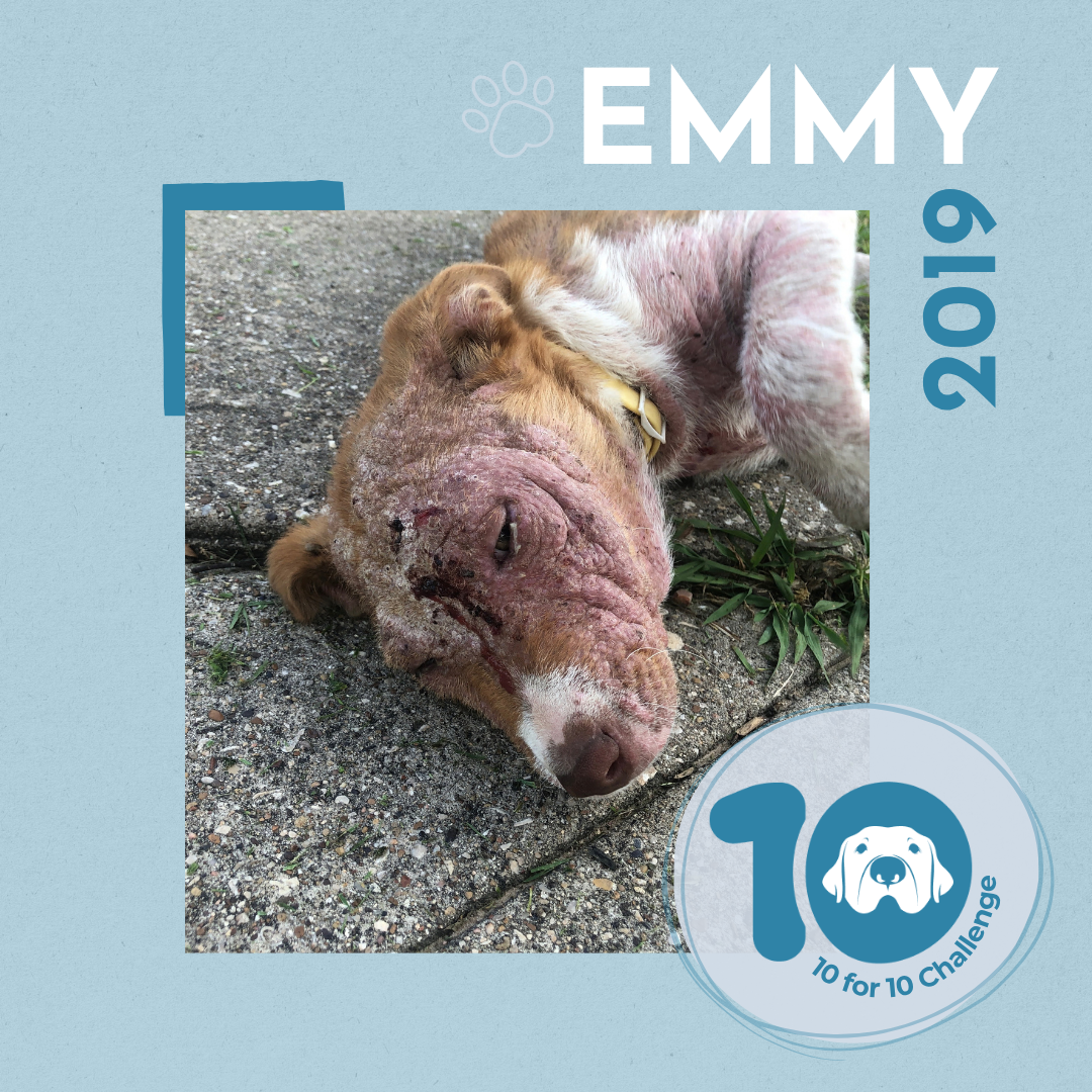 Emmy's Story: A Fragile Life in Need of a Second Chance