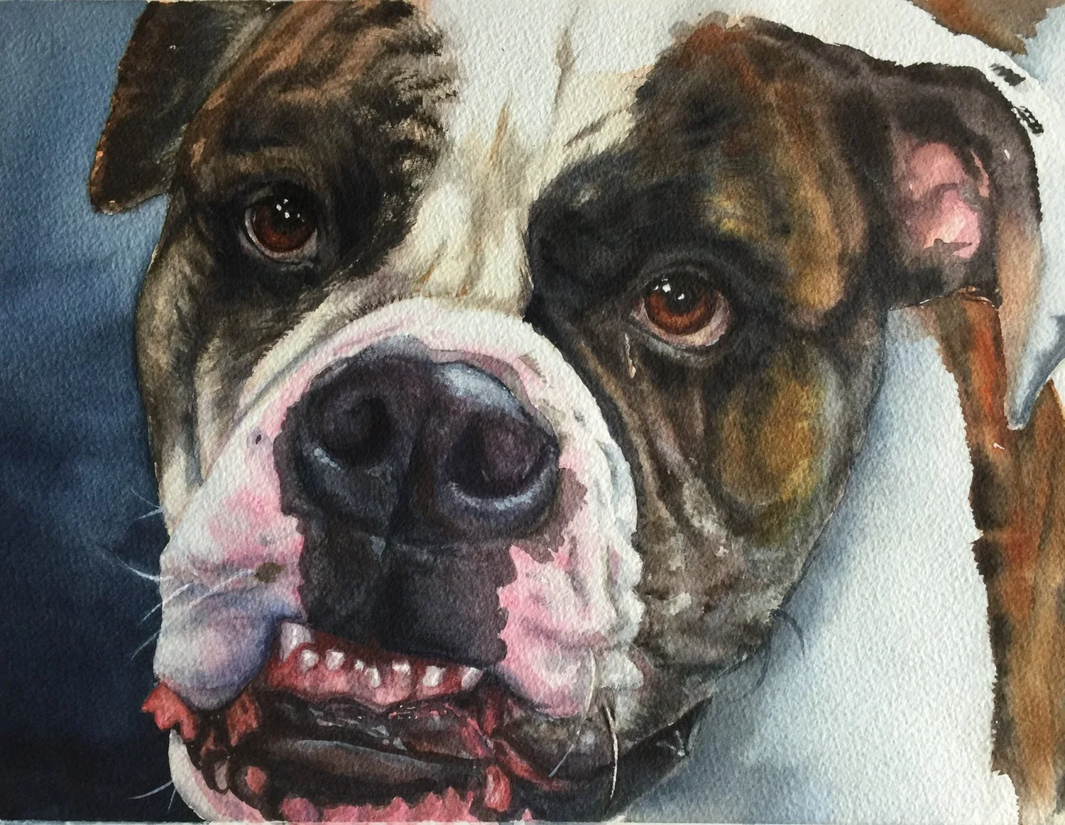  Otis, 11”x14’, transparent watercolor.  I created this image for a couple that own Otis and a boat company on Bangs Lake.  Otis was visiting the office one day when we stopped by and he is such a personable American Bulldog. 