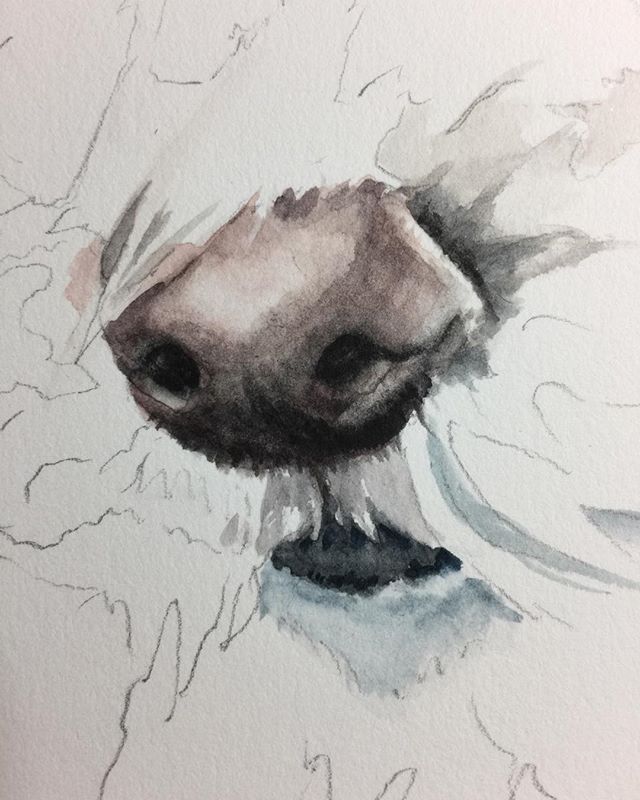 Guess what I am painting?
#dogs #doggie noses #petportraits #watercolorpaintings#watercolors