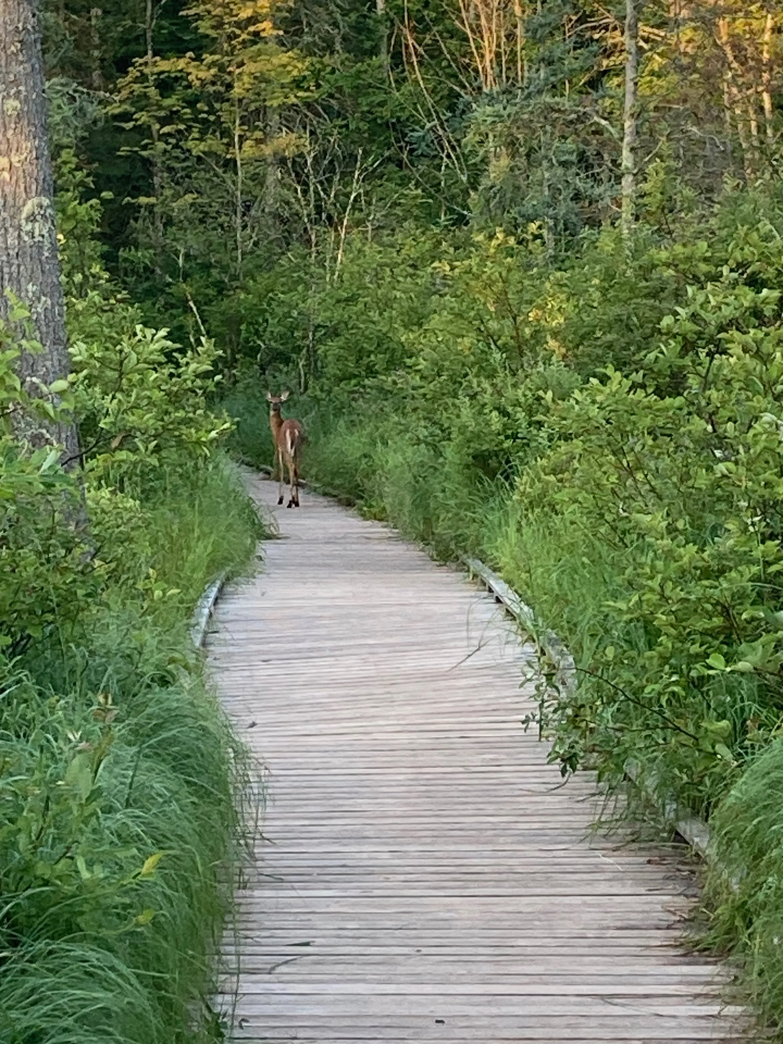 Jessica, Chanhassen, MN