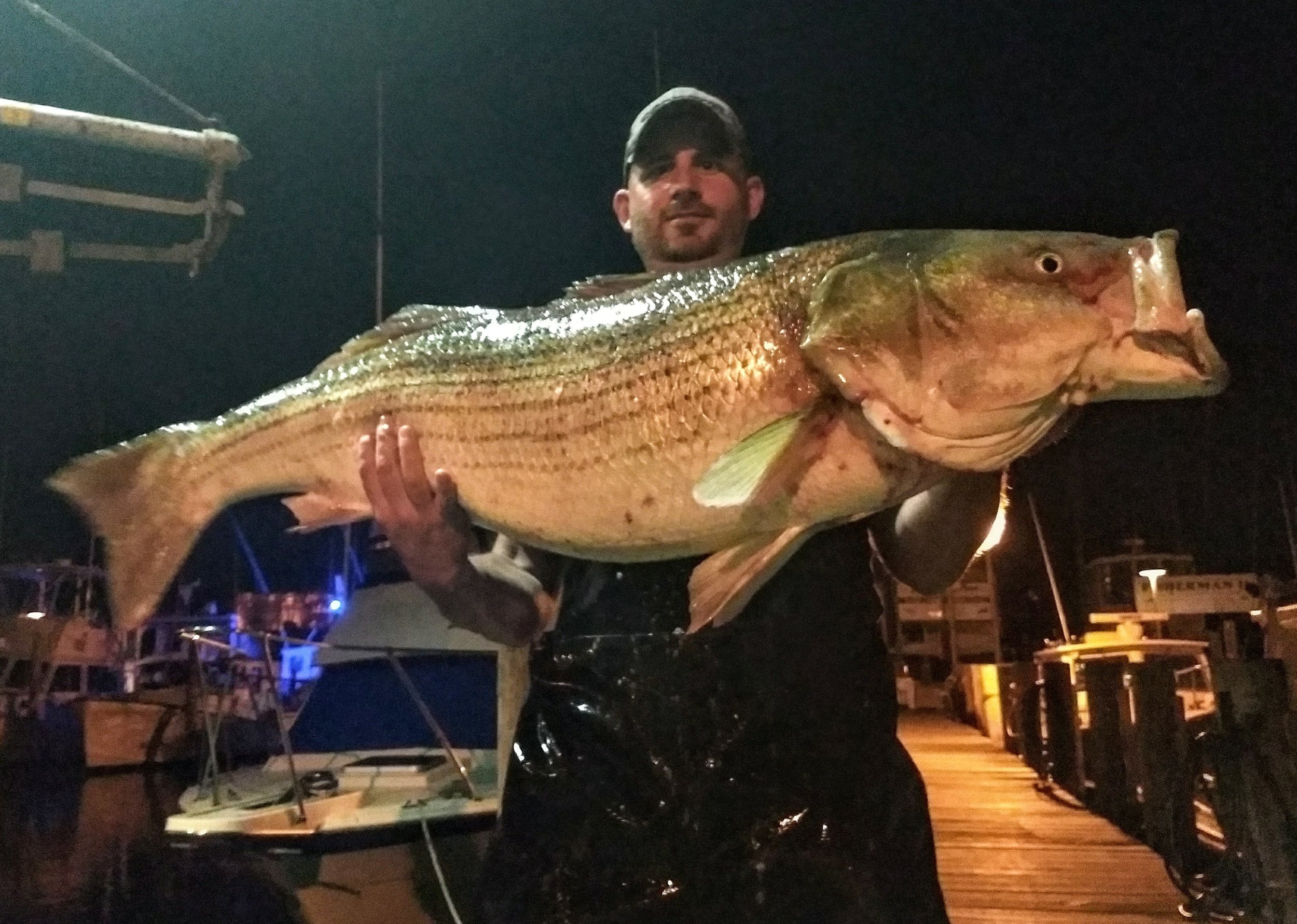 NIGHT STRIPED BASS (Local/ Block Island) — Bloodline sportfishing