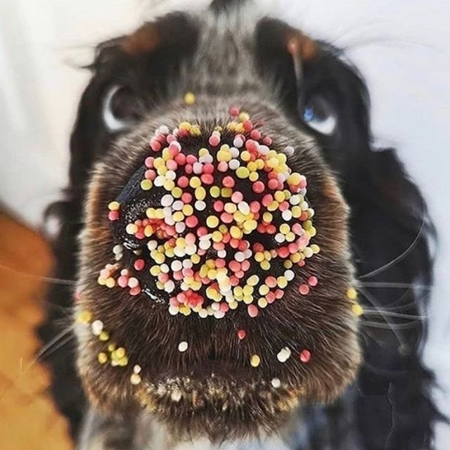 We’re diving head first into today! Sprinkles for everyone 🐶 🙌 Photo: @dogs.r.cutie