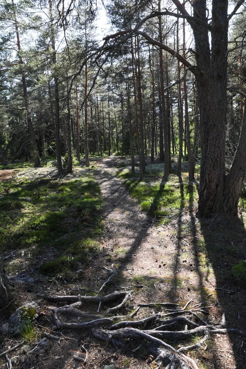 Roots.jpeg