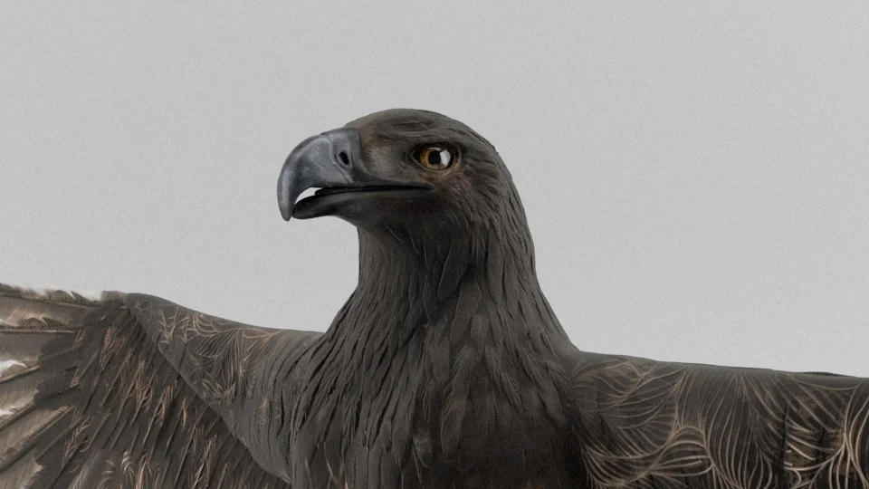 bird_037_960.jpg