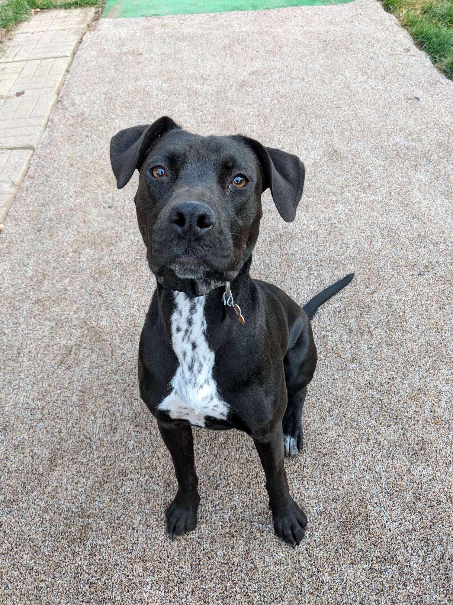 Contact — The Good Dog Rescue