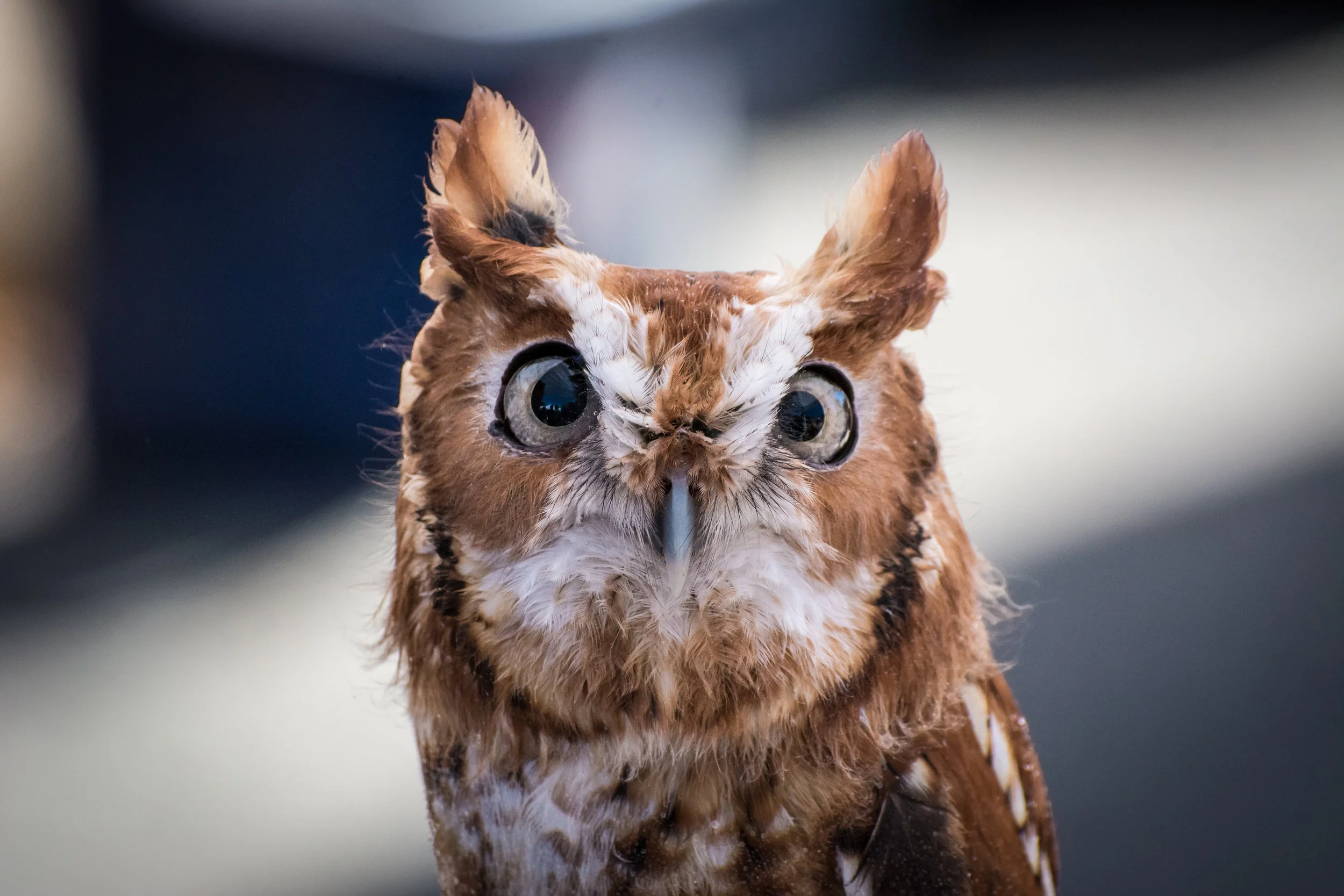 Visit a Refuge — The National Wildlife Refuge Association