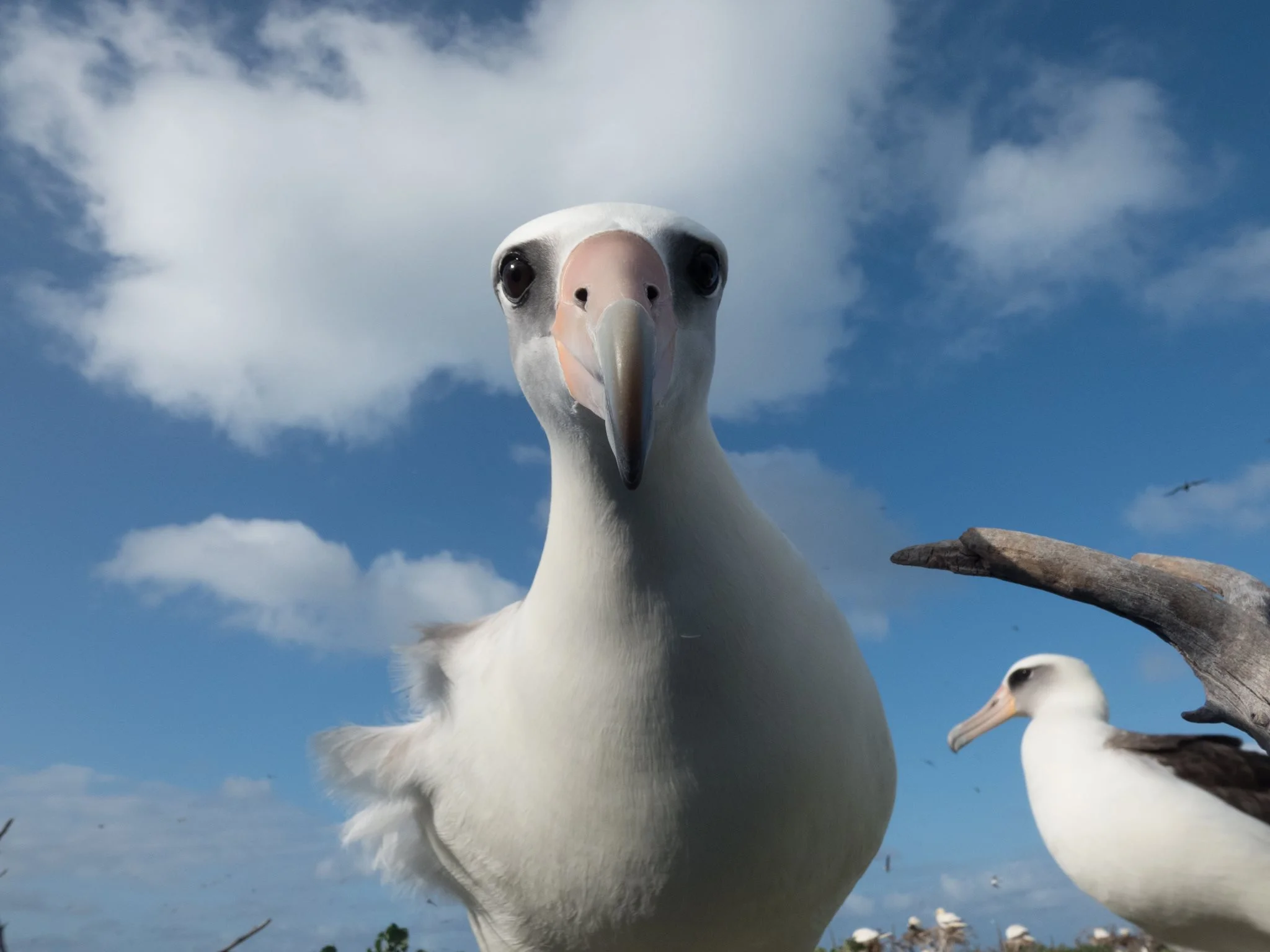 A close-up of a Laysan albatross as it looks directly into the camera. There are albatross in the background. Photo by USFWS at Tern Island.jpg