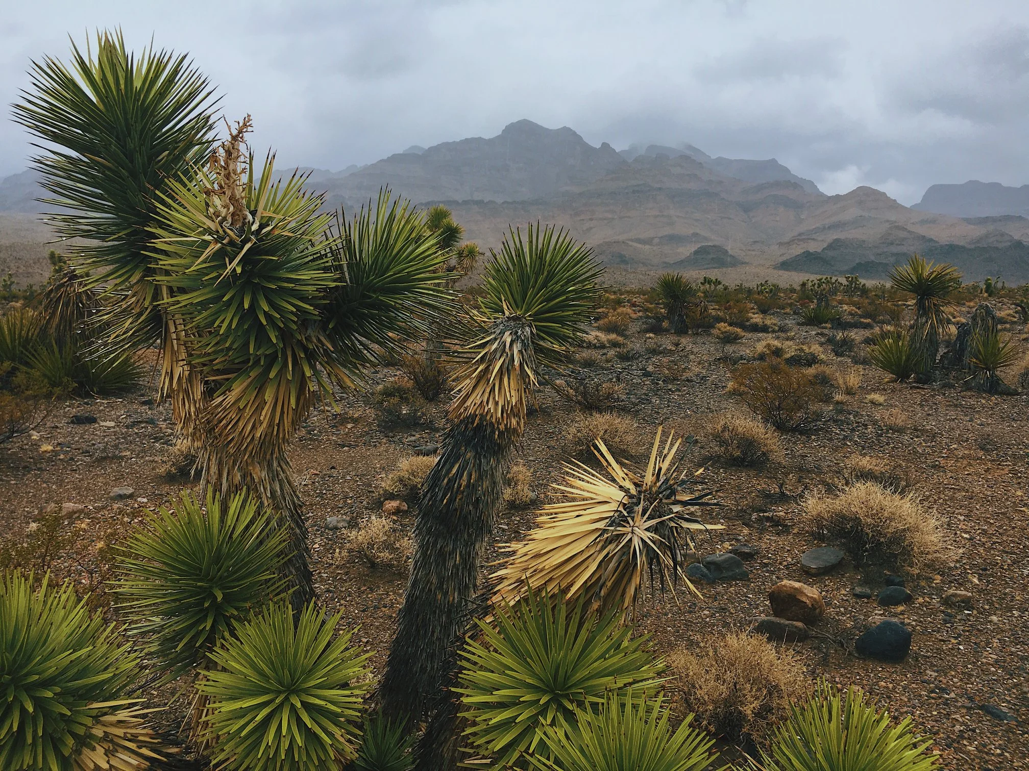 _Desert National Wildlife Refuge · March 7 · Edited · An unusually wet winter is providing a unique glimpse into an otherwise arid landscape. This new perspective of the Desert NWR backcountry serves to remind us of just how precious .jpg