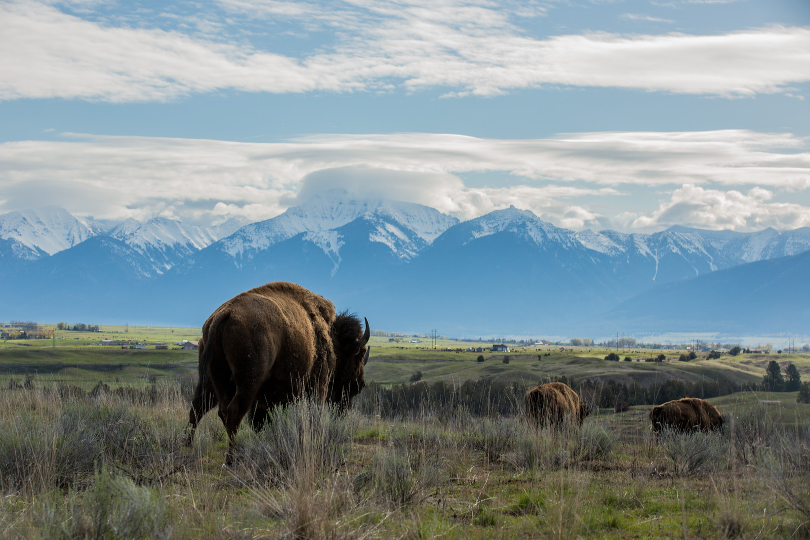 National Bison Range Credit_ Dave Fitzpatrick _ USFWS.jpg