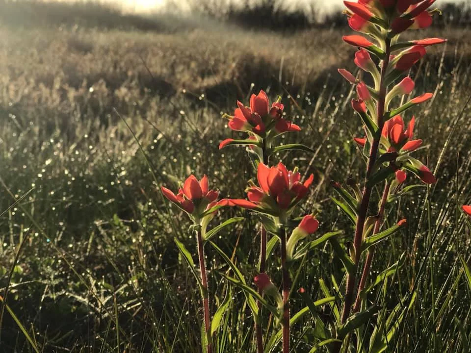 South Texas National Wildlife Refuge Complex