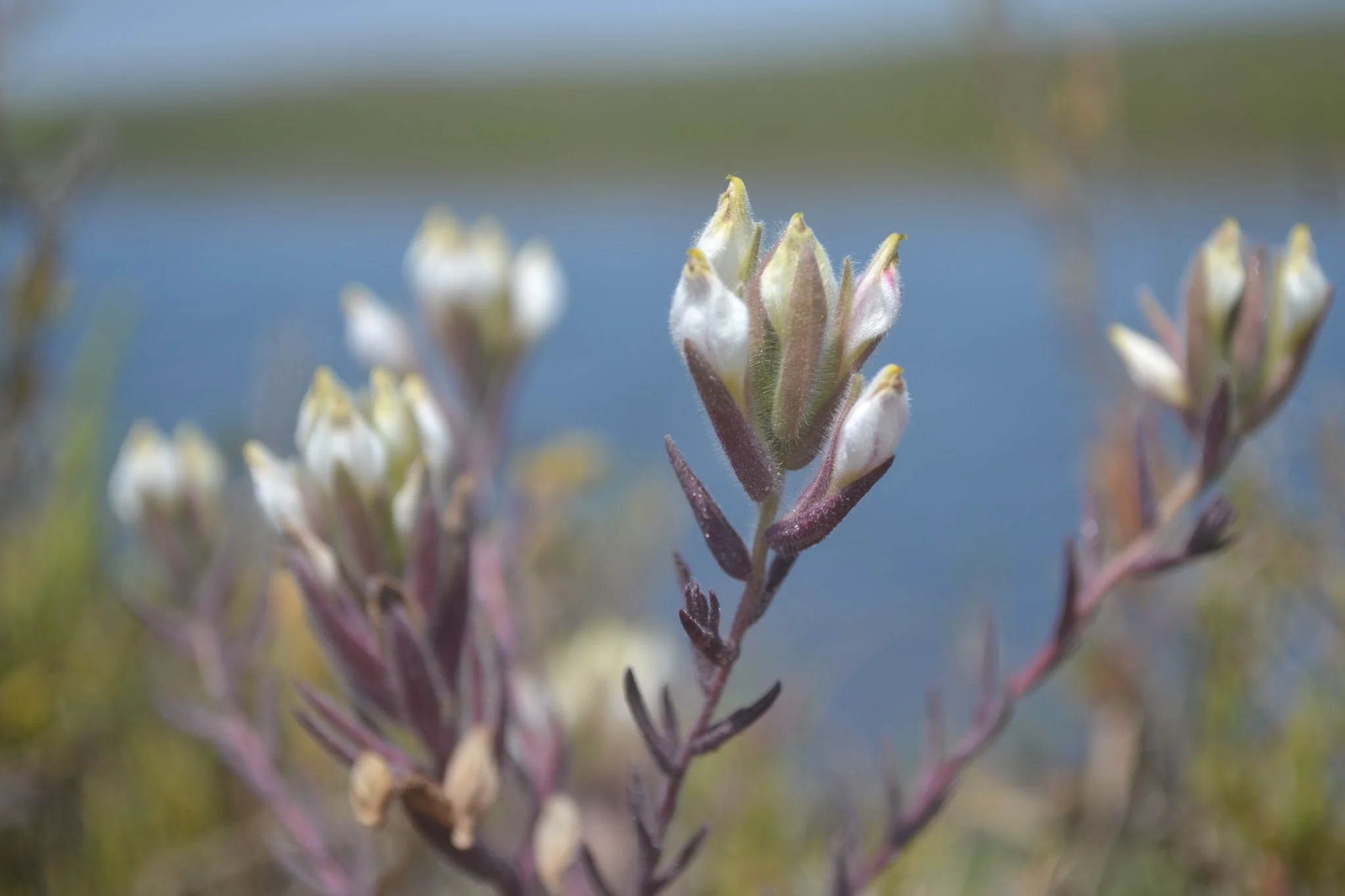San Diego National Wildlife Refuge Complex