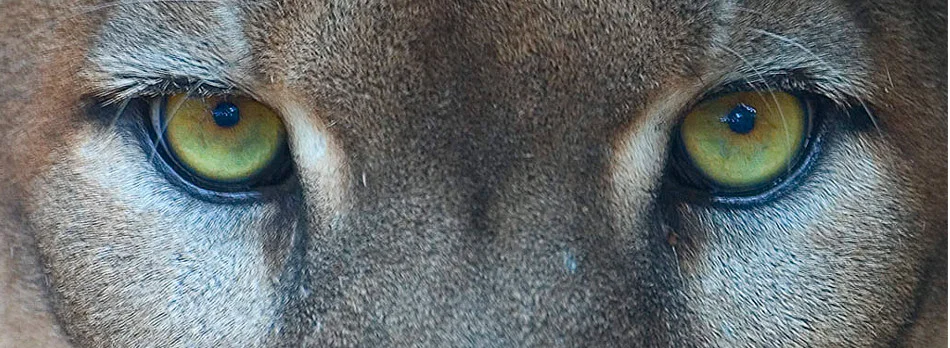 Conservation Partners Project Underway in Southwest/South-central Florida