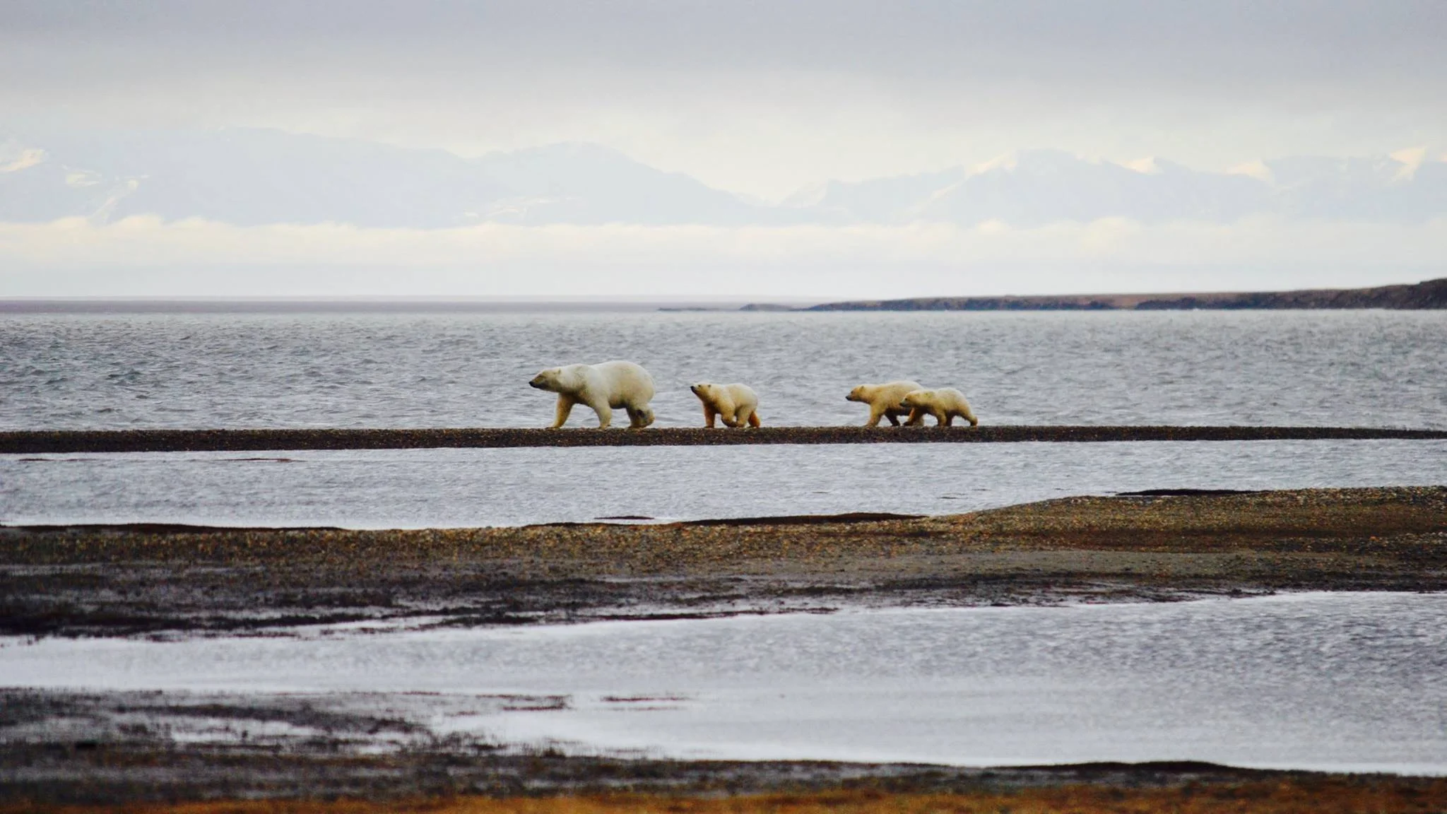 Senate Leaders Introduce Arctic Refuge Protection Bill