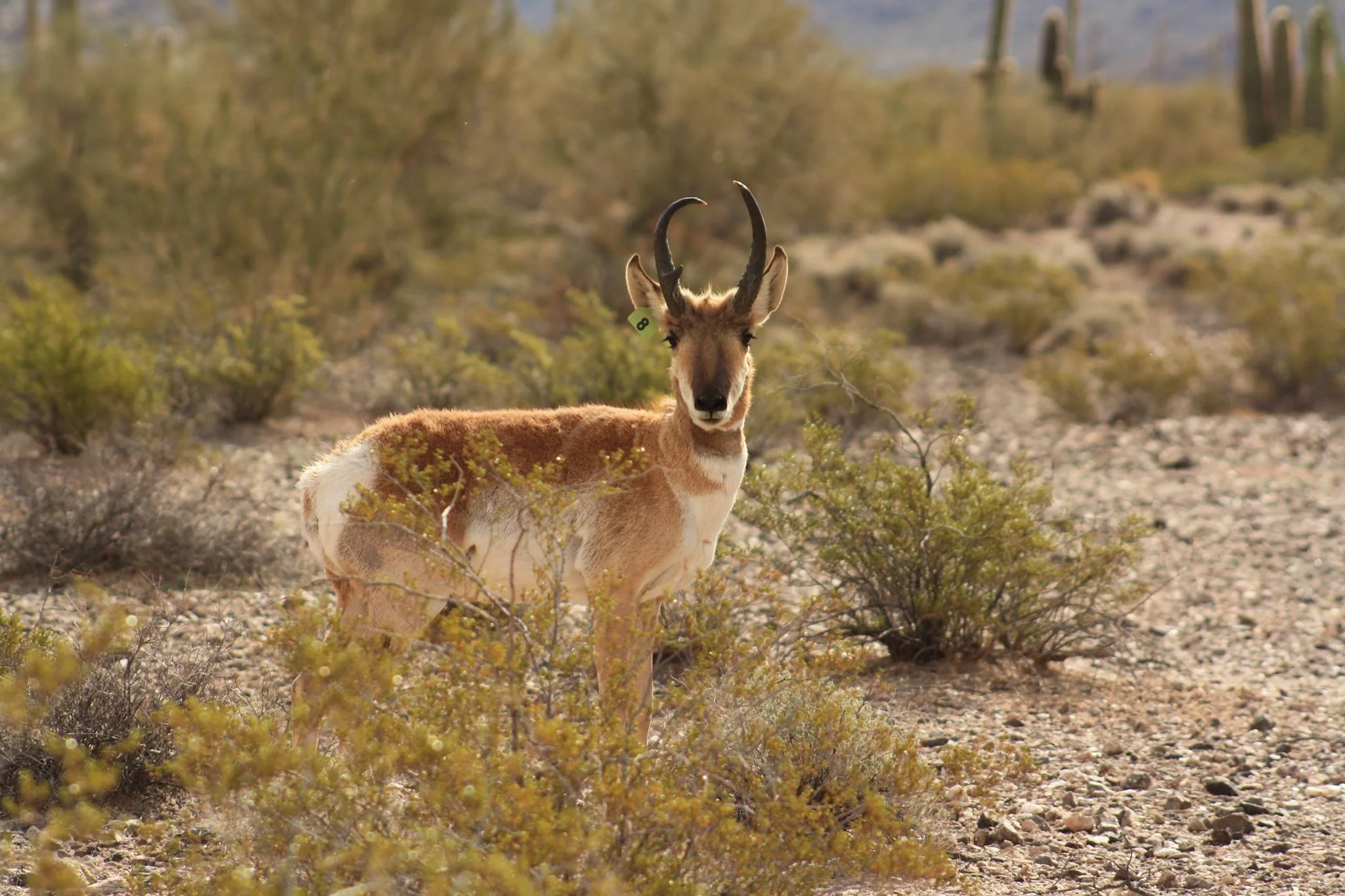 Cabeza Prieta National Wildlife Refuge Handed Over In Order To Build Border Wall